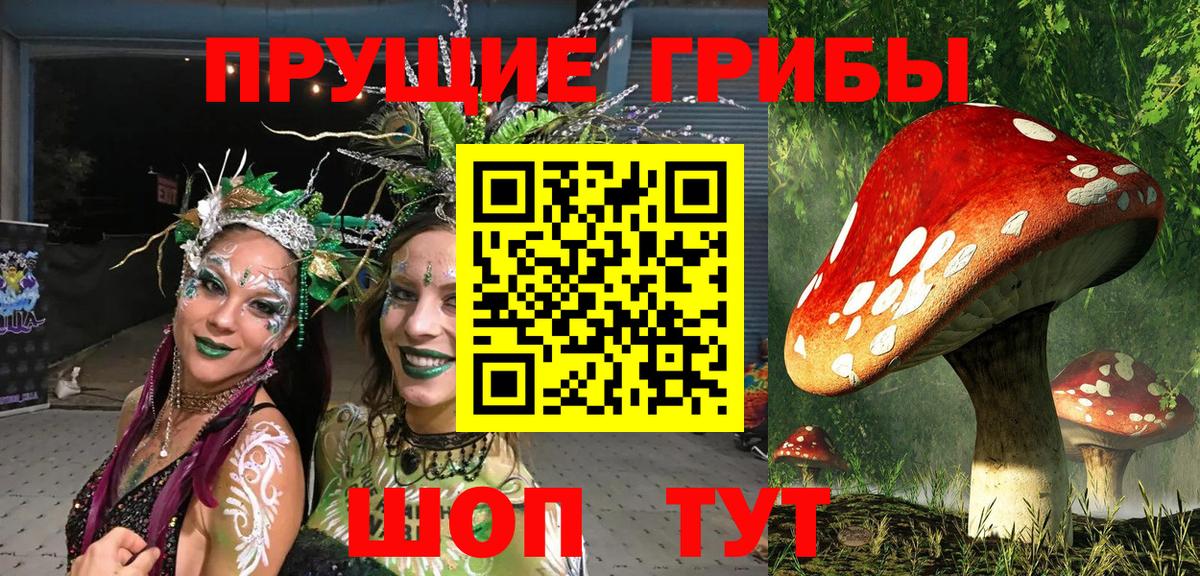 Галлюциногенные грибы Psilocybe Черкесск